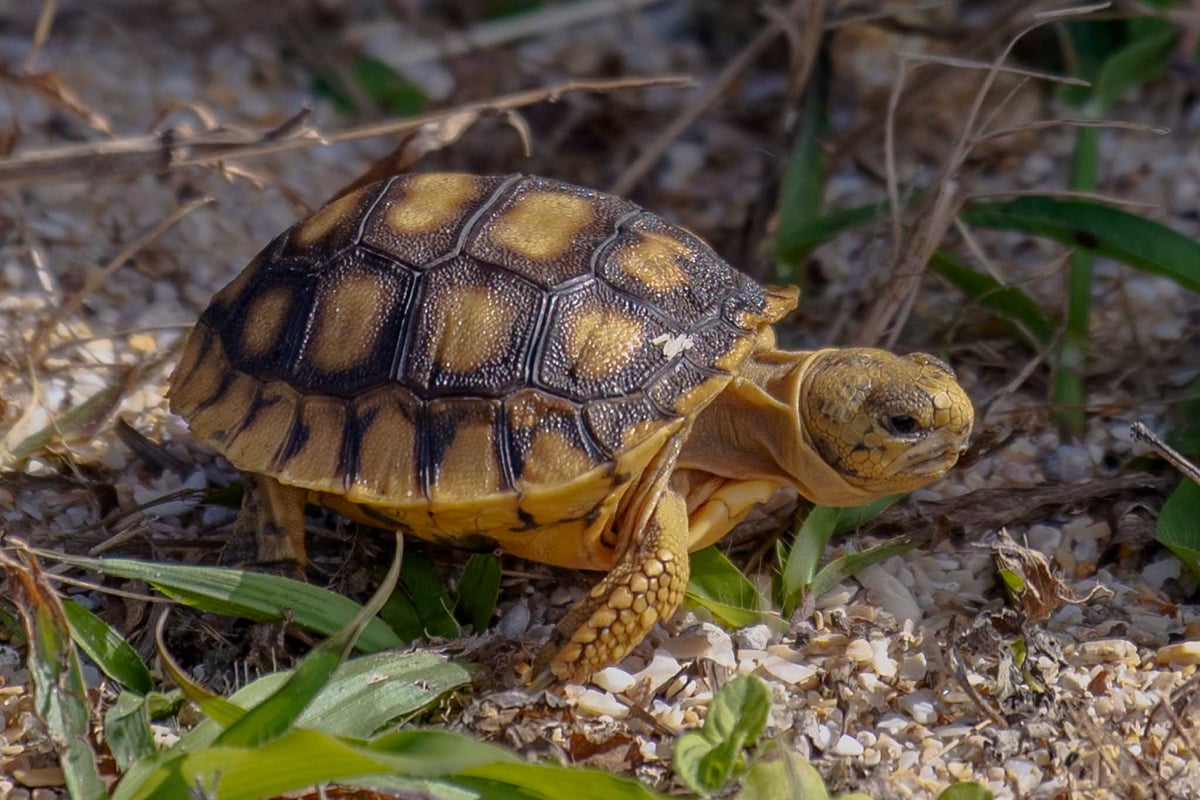 10 Fascinating Facts About Gopher Tortoises | Viking EcoTours